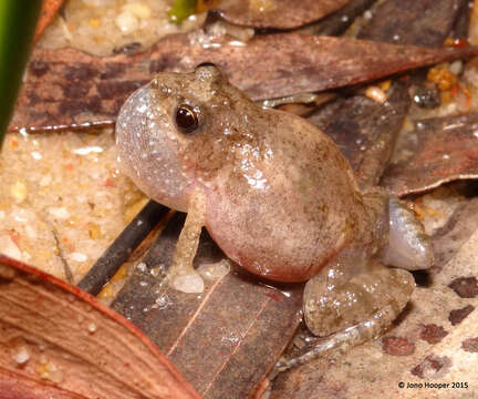 Image of Desert Froglet