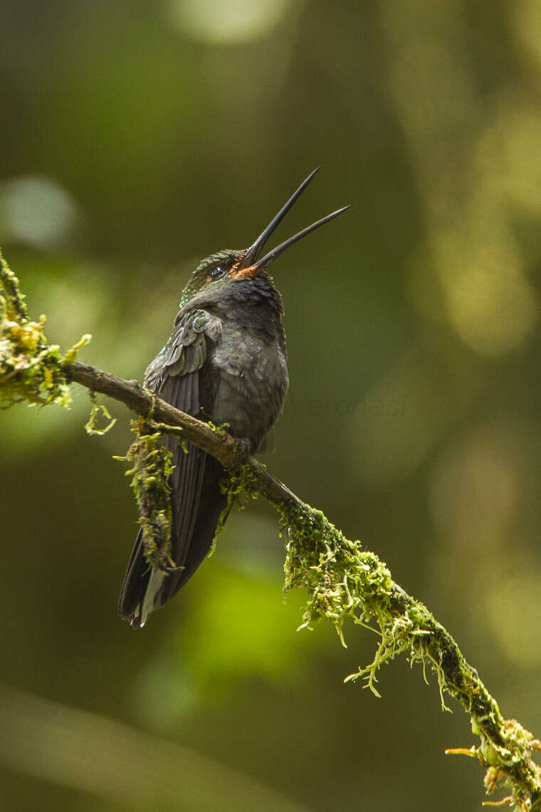 Image of Rufous-gaped Hillstar