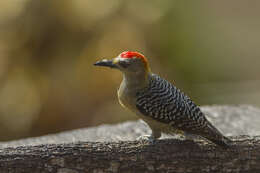 Image of Red-crowned Woodpecker