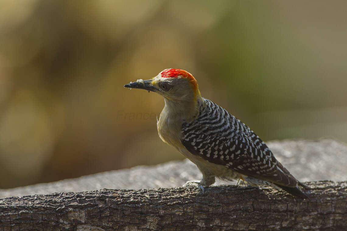 Image of Red-crowned Woodpecker