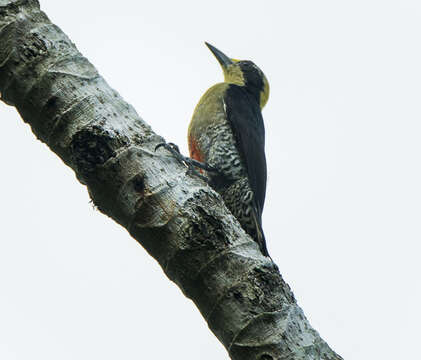 Image of Golden-naped Woodpecker