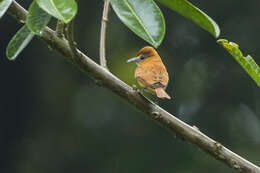 Plancia ëd Pachyramphus cinnamomeus Lawrence 1861