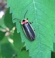 Слика од Photinus pyralis (Linnaeus 1767)