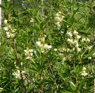 Image of Cascade Azalea