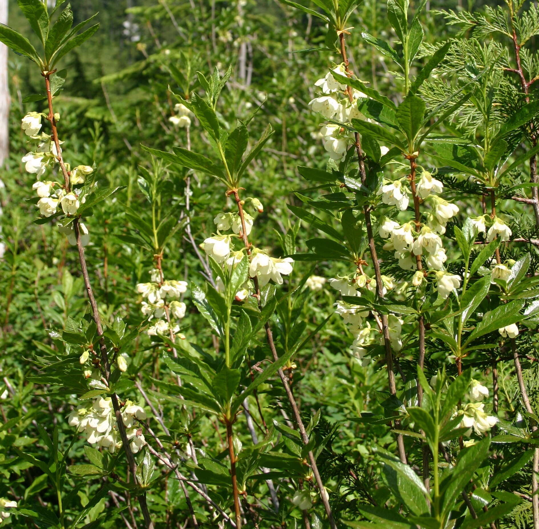 Rhododendron albiflorum Hook. resmi