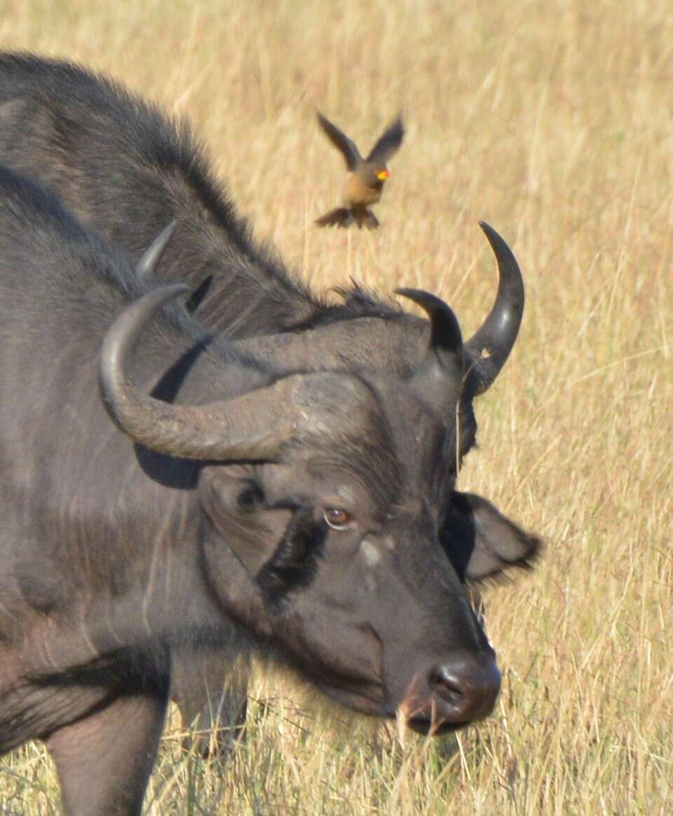 Image of oxpeckers