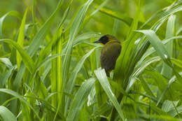 Image of Olive-crowned Yellowthroat