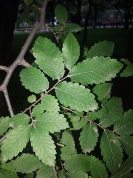 Image of Caucasian zelkova