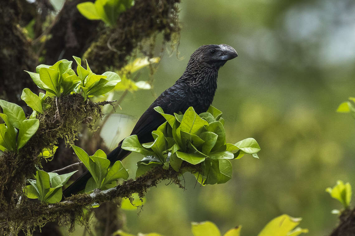 Plancia ëd Crotophaga Linnaeus 1758