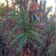 Penstemon gentianoides (Kunth) Poir.的圖片