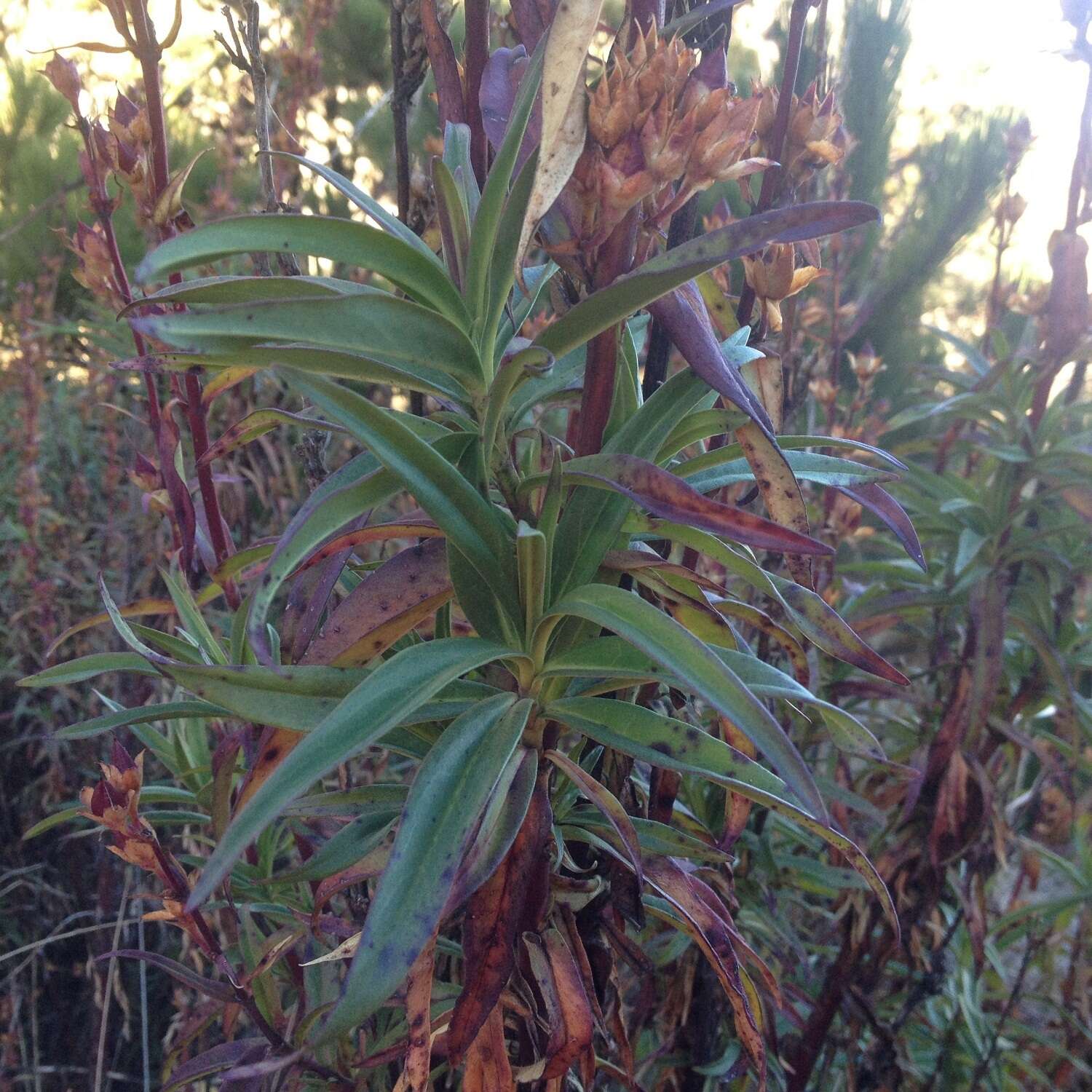 Penstemon gentianoides (Kunth) Poir.的圖片