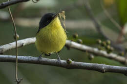 Todirostrum cinereum (Linnaeus 1766) resmi