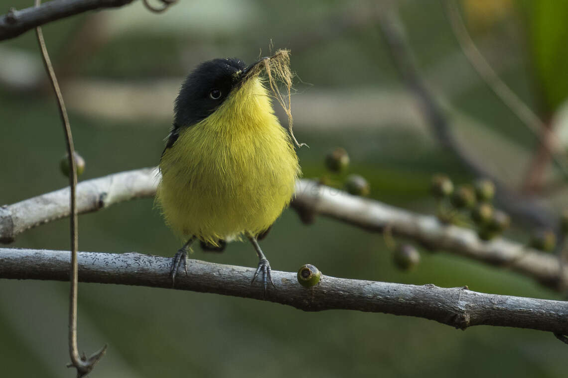 Todirostrum cinereum (Linnaeus 1766) resmi