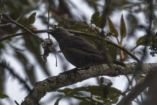 Turdus plebejus Cabanis 1861的圖片