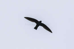 Image of White-collared Swift