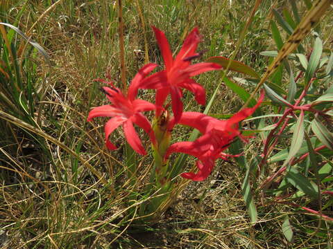 Imagem de Watsonia gladioloides Schltr.