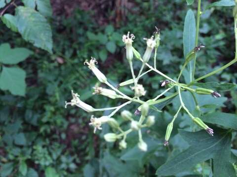 Image of variableleaf Indian plantain