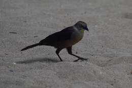 Image of Carib Grackle