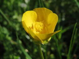 Ranunculus bulbosus L.的圖片