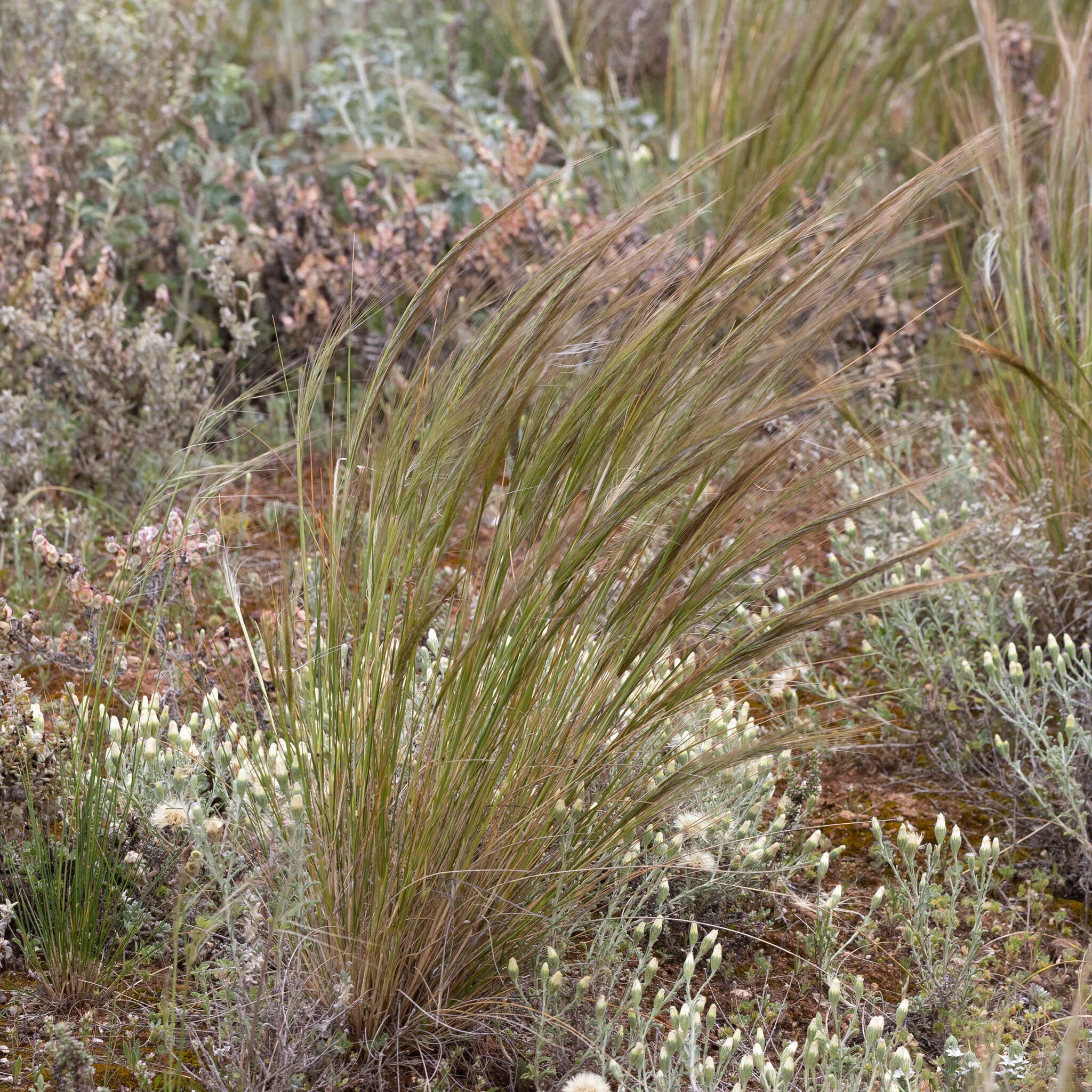 Image of Austrostipa nitida (Summerh. & C. E. Hubb.) S. W. L. Jacobs & J. Everett