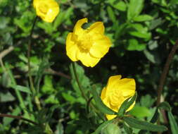 Ranunculus bulbosus L.的圖片