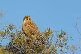 Image of Brown Falcon