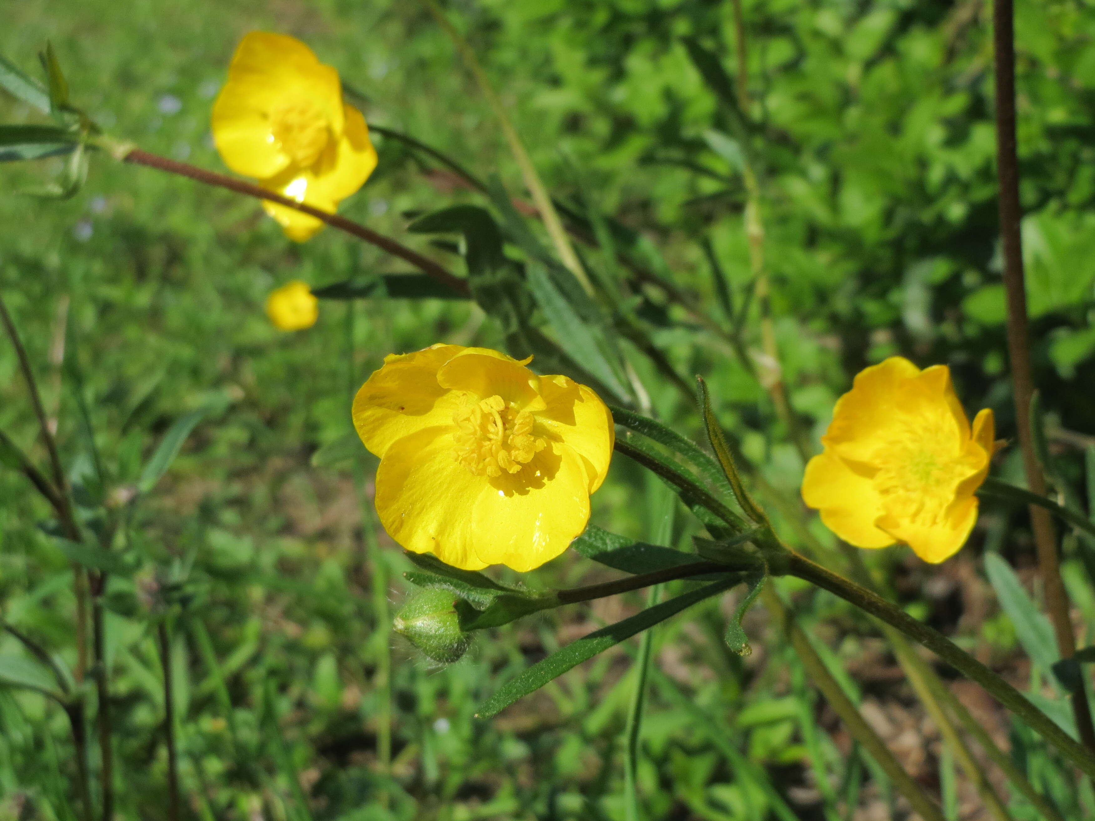 Ranunculus bulbosus L.的圖片