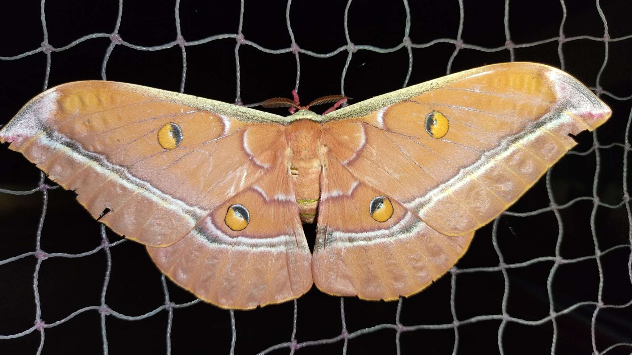 Image de Antheraea assamensis (Helfer 1837)