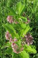 Image of common milkweed