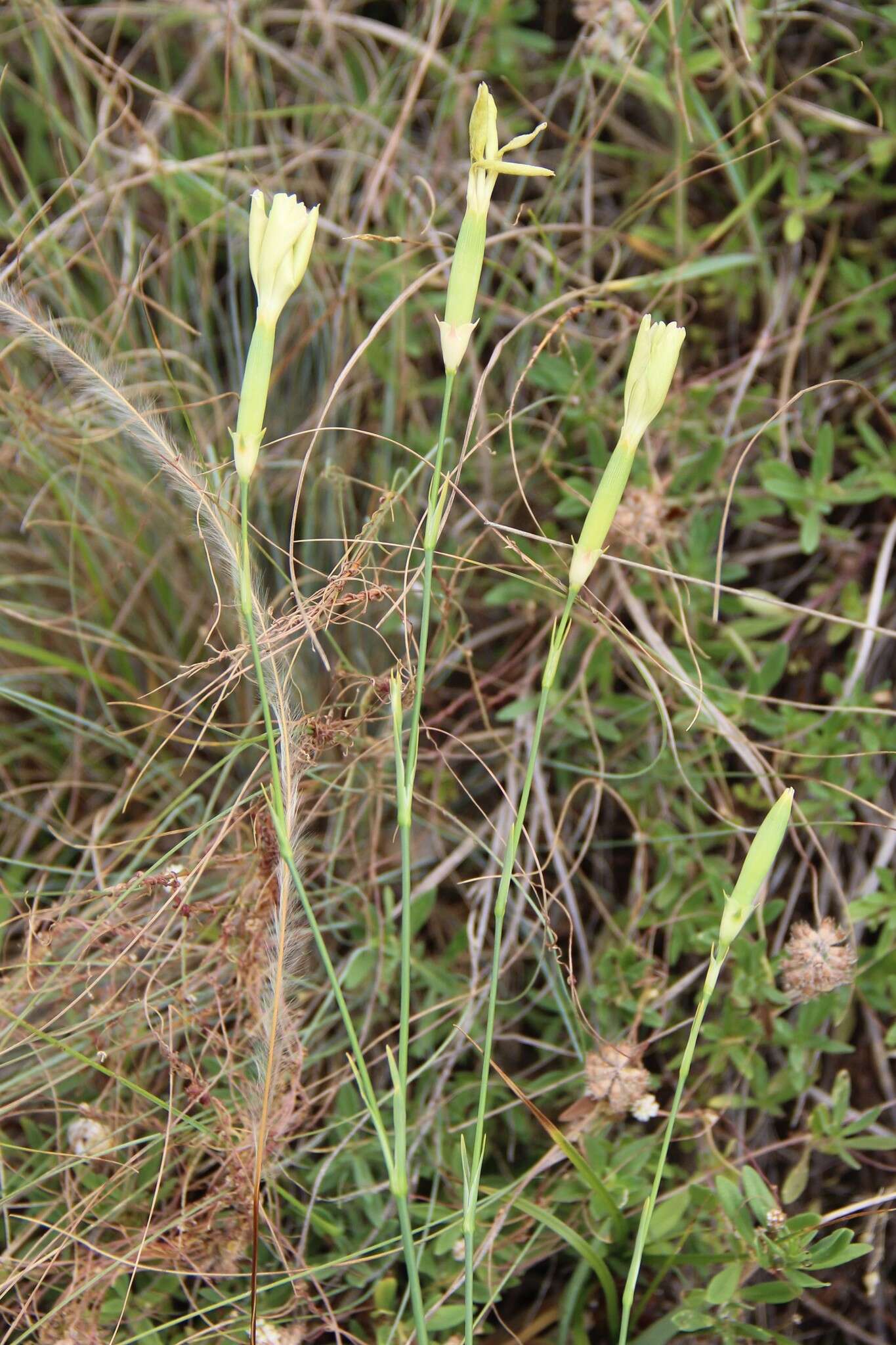 صورة Dianthus monadelphus subsp. pallens (Smith) Greuter & Burdet