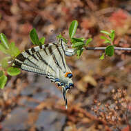 Imagem de Iphiclides