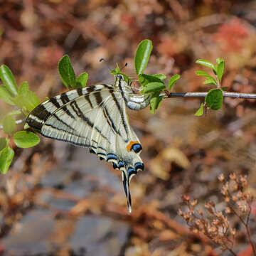 Image of Iphiclides