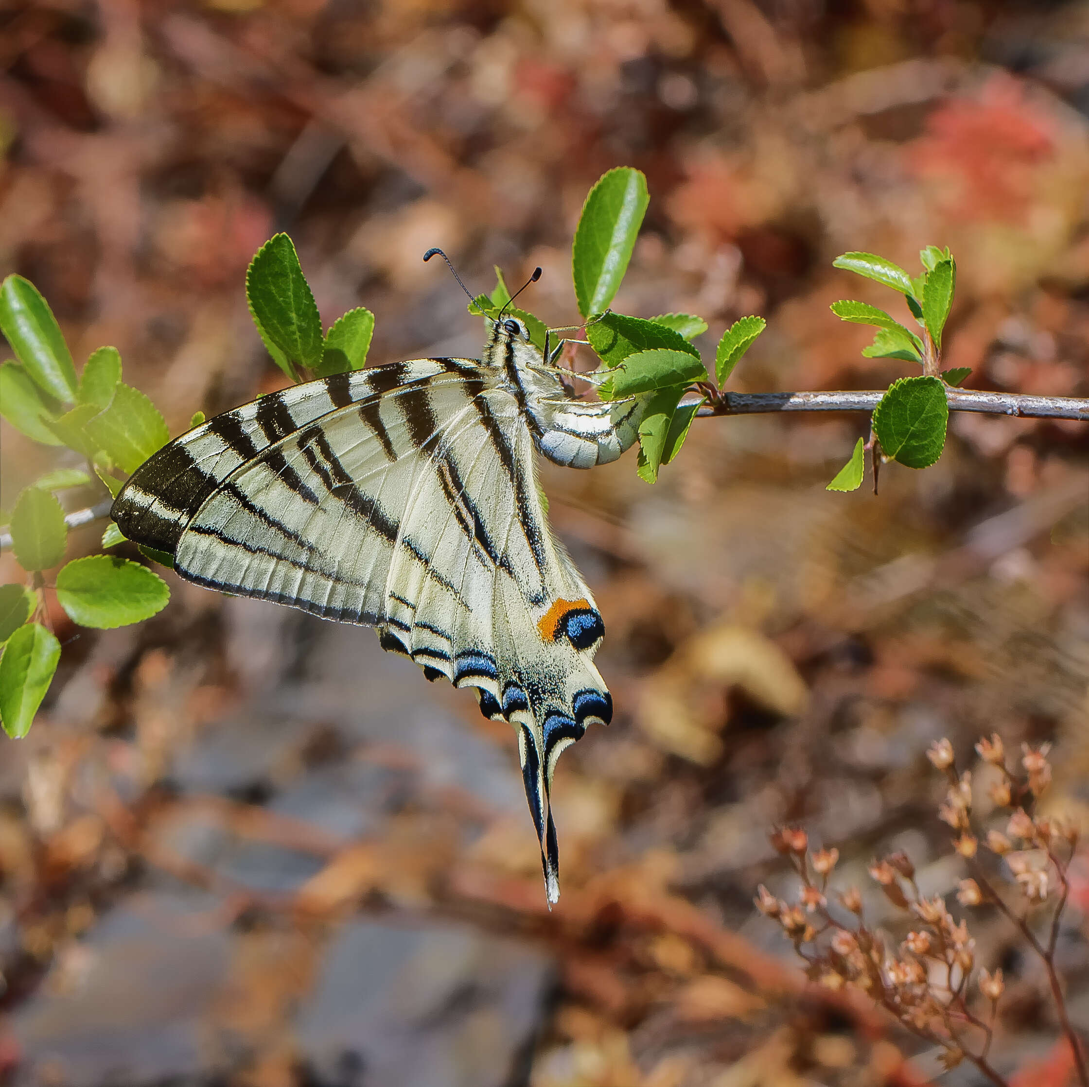 Imagem de Iphiclides