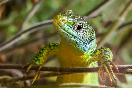 Image of Western Green Lizard