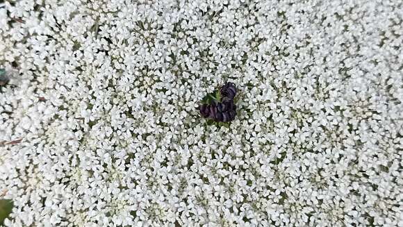 Image of Daucus carota subsp. azoricus Franco