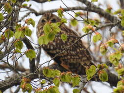 Image of Short-eared Owl