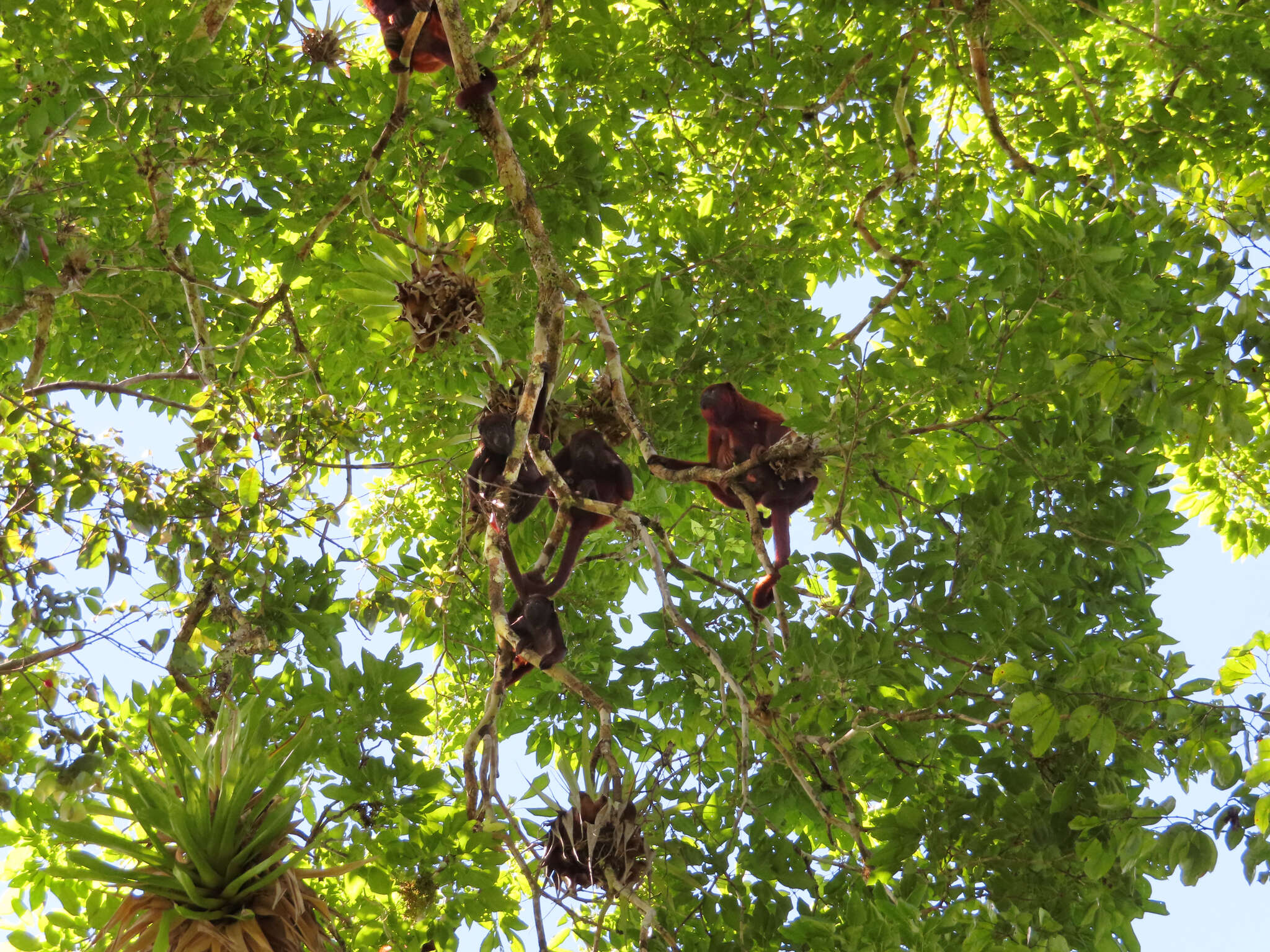 Image of Guianan Red Howler Monkey