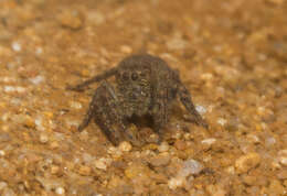 Image of Nigorella hirsuta Wesolowska 2009