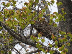 Image de Hibou des marais