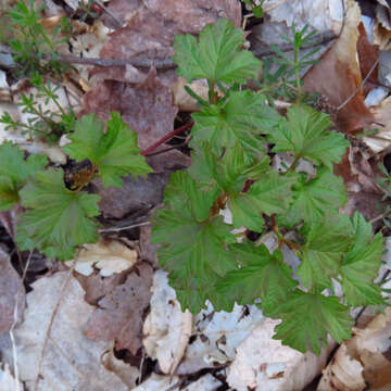 Imagem de Viburnum opulus var. americanum (P. Mill.) Ait.