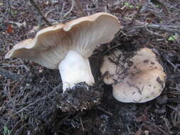 Image of Clitocybe brunneocephala H. E. Bigelow 1982