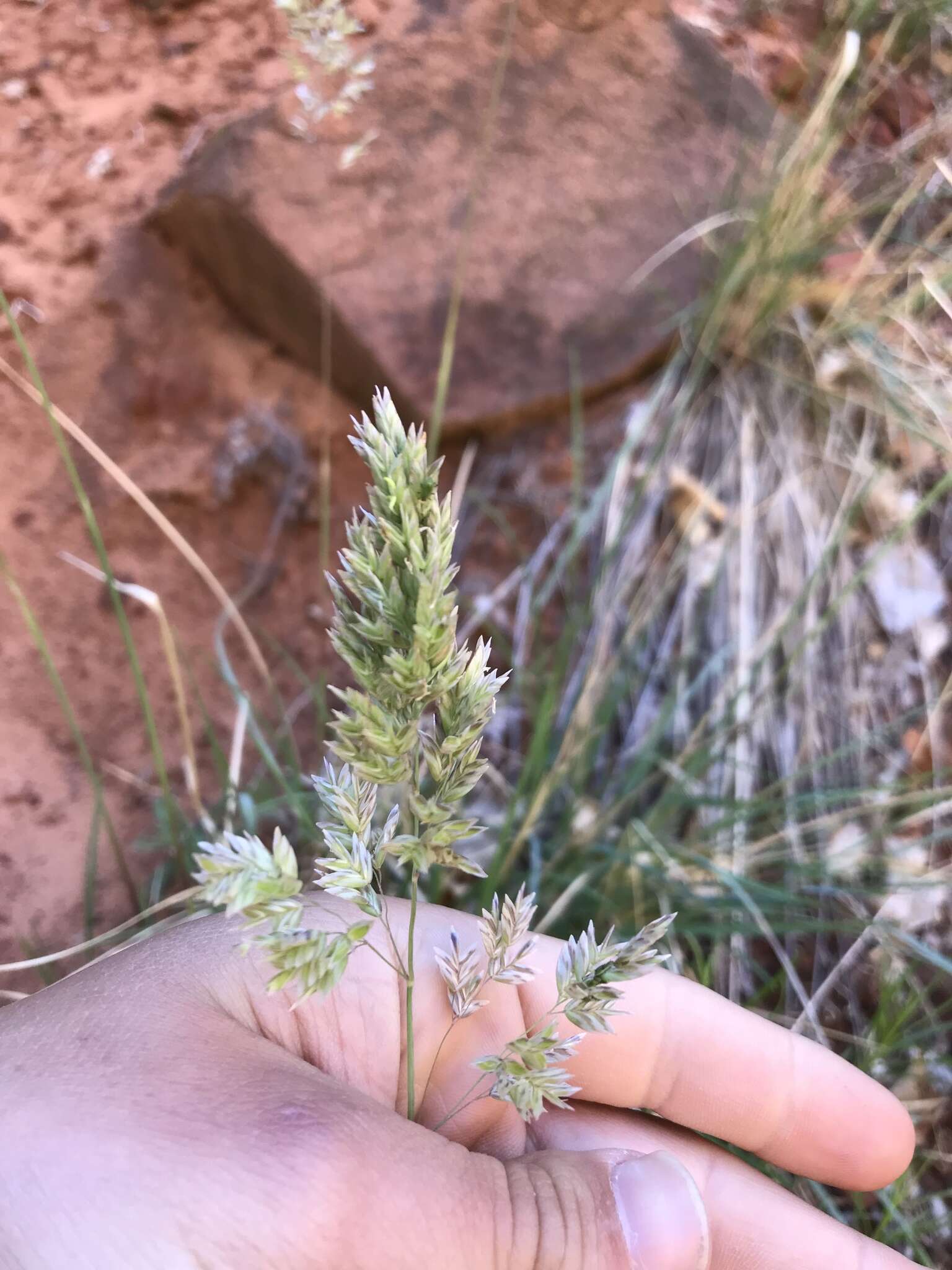 Plancia ëd Poa fendleriana (Steud.) Vasey