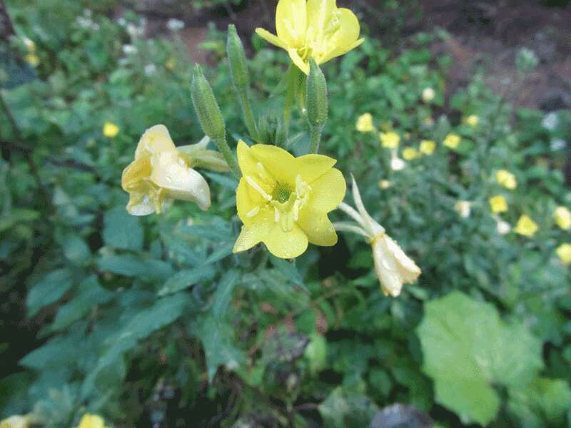 Image of common evening primrose