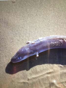 Image of Conger Eel