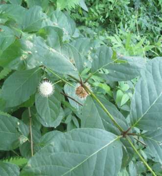 Image of common buttonbush