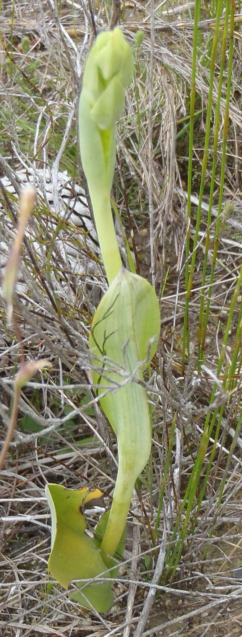 Image of Pterygodium cleistogamum (Bolus) Schltr.