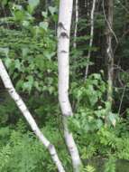 Image of Fire birch