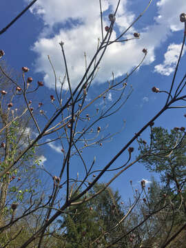 Plancia ëd Cornus florida var. florida