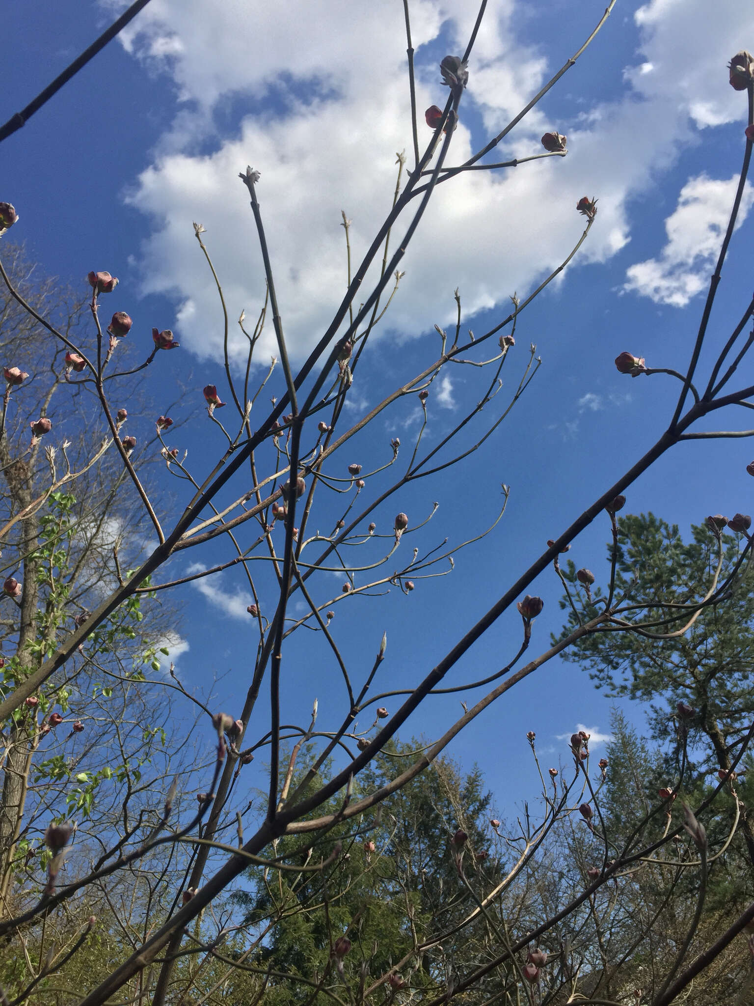 Image of Cornus florida var. florida