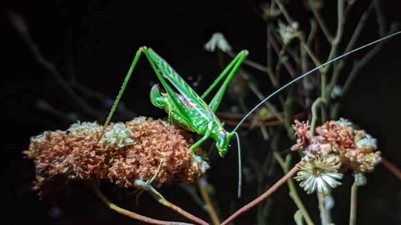 Image of Gemmate Bush Katydid